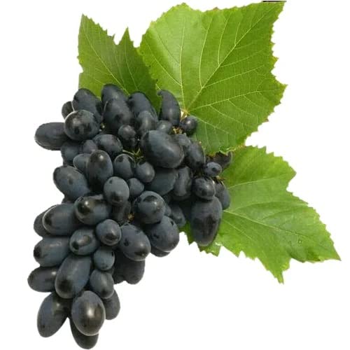 Fresh Black Grapes, 500 g